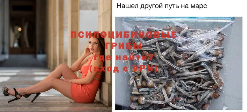 omg ССЫЛКА  Балашов  Галлюциногенные грибы Psilocybe 